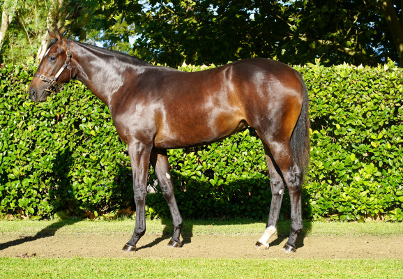 Lot 451: Xtravagant (NZ) / Selfless