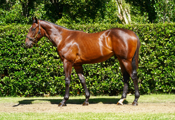 Lot 495: Astern / Stomp