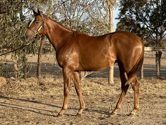 Lot 463: Palace Pier (GB) / Sienna Lady (IRE)