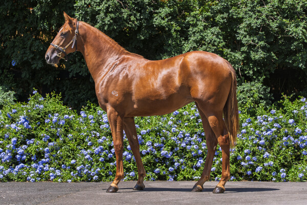 Lot 15: Street Boss (USA) / Abatha