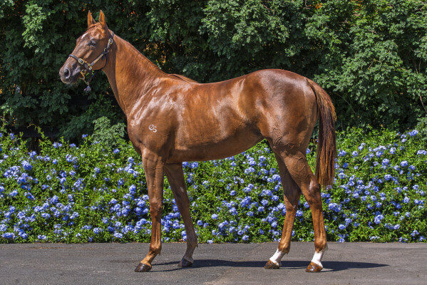 Lot 71: Capitalist / Black Mamba (NZ)