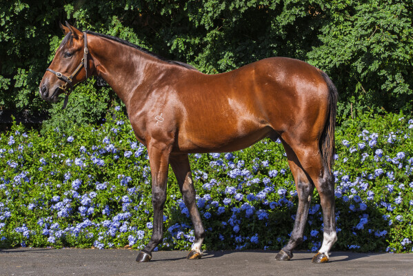 Lot 140: Brazen Beau / Diamond Star Halo (NZ)