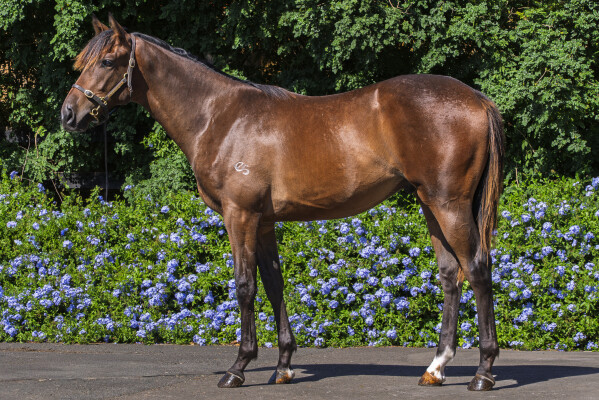 Lot 513: So You Think (NZ) / Swing Dance