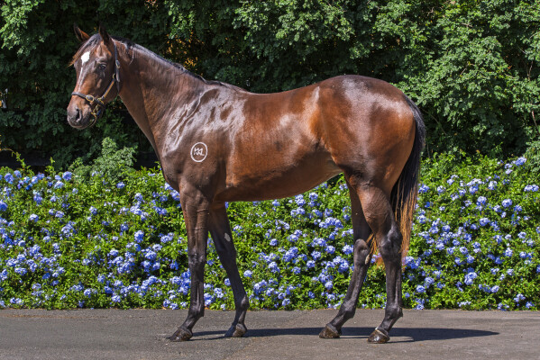 Lot 656: Pierata / Halmich