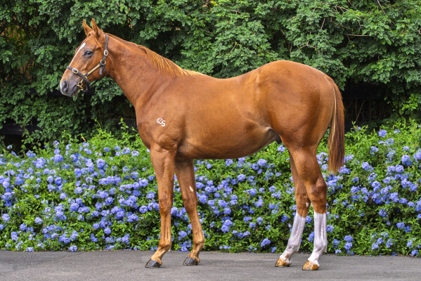 Lot 657: Saxon Warrior (JPN) / Heroine