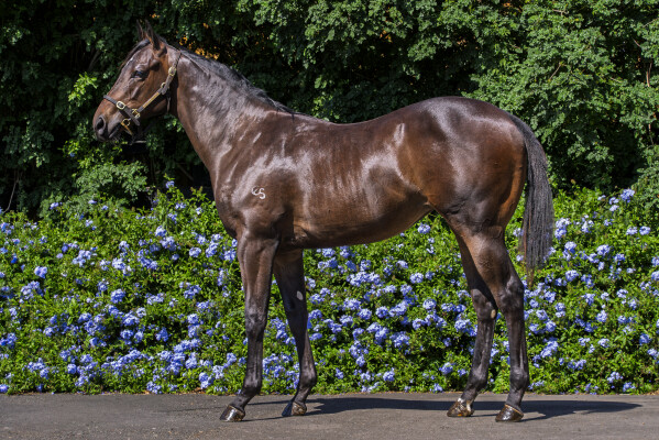 Lot 678: Pierro / Letsdothis