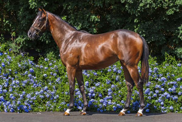 Lot 773: Shalaa (IRE) / Symphonia
