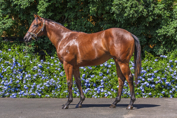 Lot 782: All Too Hard / The Black Widow