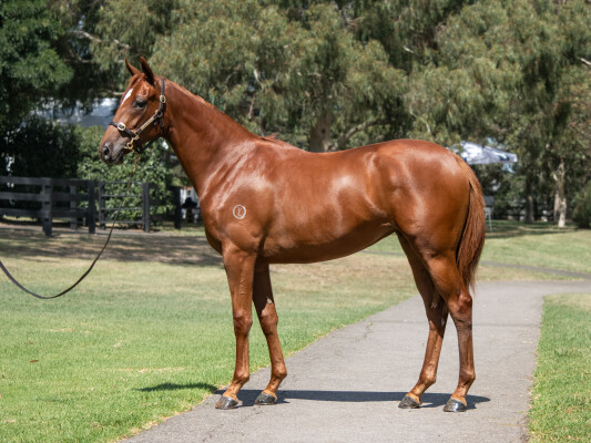 Lot 367: Lucky Vega (IRE) / Our Daisy