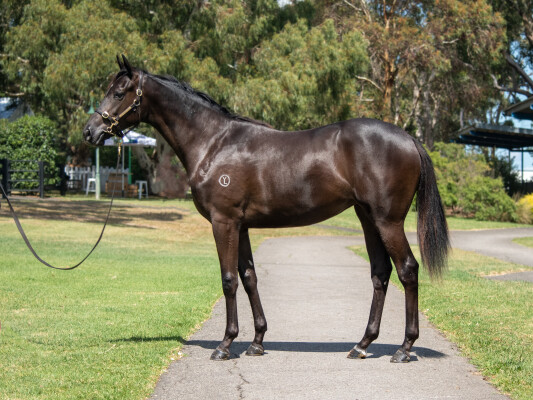 Lot 706: Tagaloa / Older Than Time