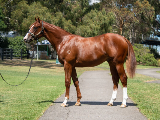 Lot 158: Written Tycoon / Erato