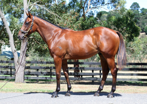 Lot 94: Home Affairs / Carmen Lucia