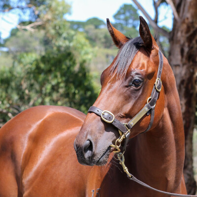 Lot 94: Home Affairs / Carmen Lucia