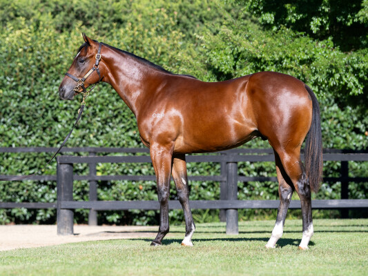 Lot 31: Wooded (IRE) / Analyzing