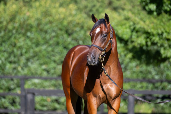 Lot 31: Wooded (IRE) / Analyzing