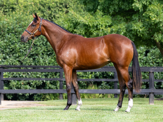 Lot 62: Ghaiyyath (IRE) / Bella Maria