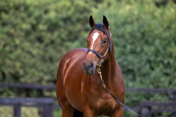Lot 62: Ghaiyyath (IRE) / Bella Maria