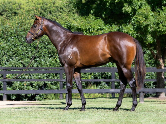 Lot 63: Exceedance / Bella Pronto