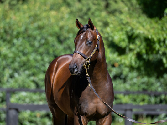 Lot 63: Exceedance / Bella Pronto