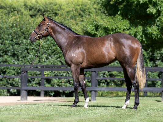 Lot 85: Brave Smash (JPN) / Bright Planet