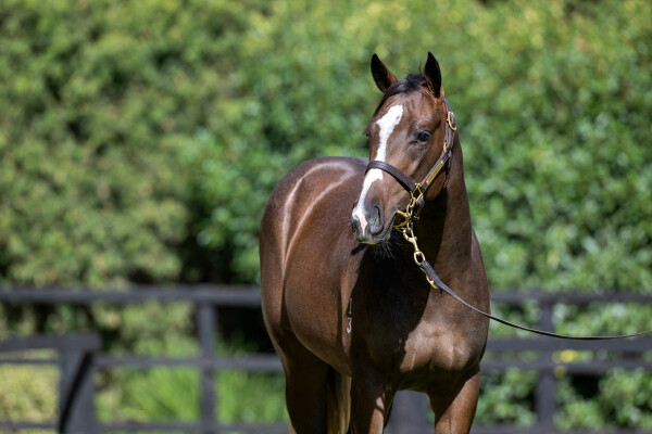 Lot 85: Brave Smash (JPN) / Bright Planet