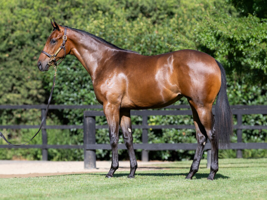 Lot 102: Street Boss (USA) / Charleston Dancer