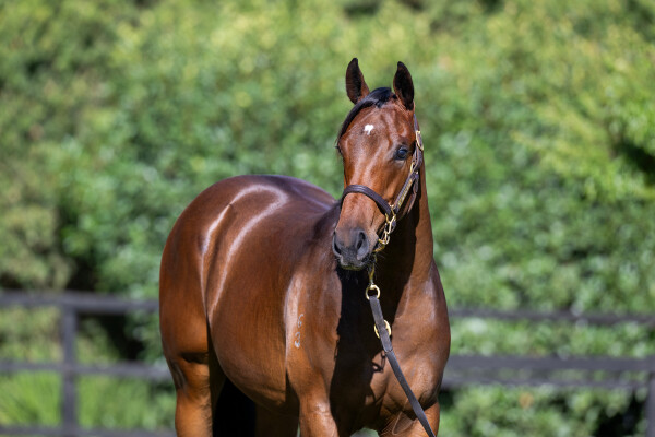 Lot 102: Street Boss (USA) / Charleston Dancer