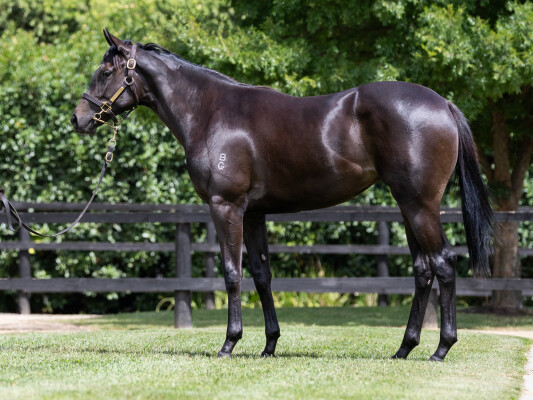 Lot 126: So You Think (NZ) / Dawaa