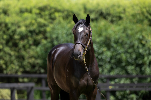 Lot 126: So You Think (NZ) / Dawaa