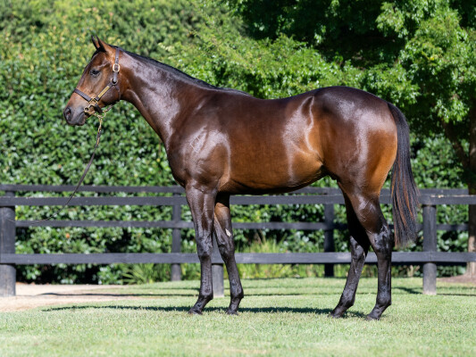 Lot 135: Lonhro / Desert Lashes