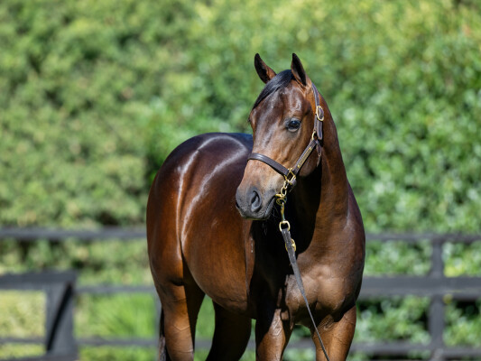 Lot 135: Lonhro / Desert Lashes