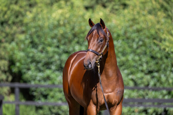 Lot 139: Farnan / Devious Maid