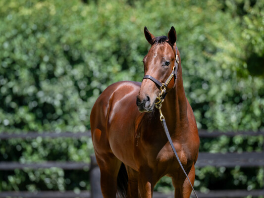 Lot 146: Alabama Express / Divissima (NZ)