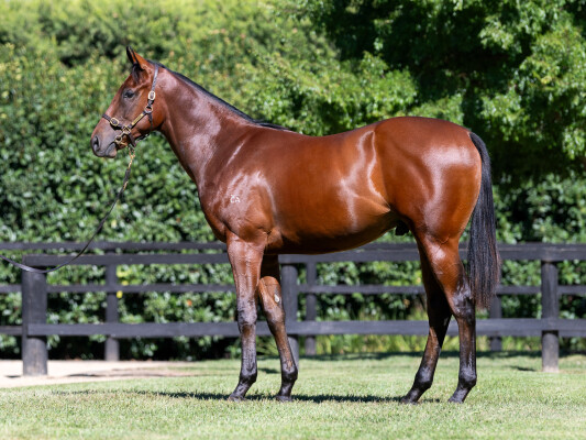 Lot 150: Hellbent / Earp