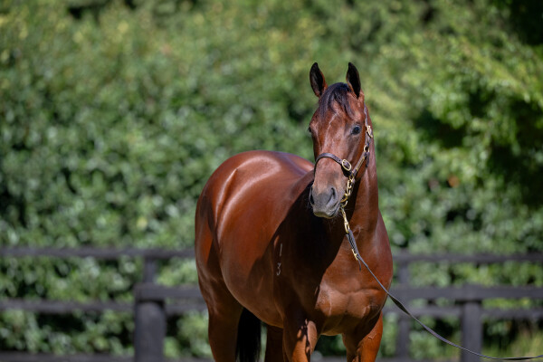 Lot 150: Hellbent / Earp