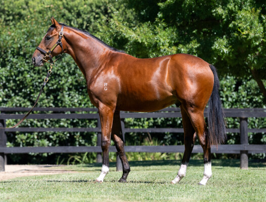 Lot 172: Maurice (JPN) / Flandersrain