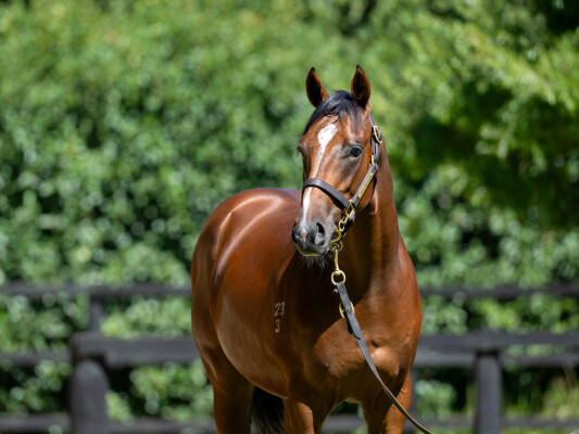 Lot 172: Maurice (JPN) / Flandersrain