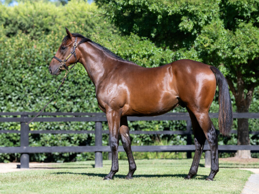 Lot 195: Ghaiyyath (IRE) / Hampton Classic