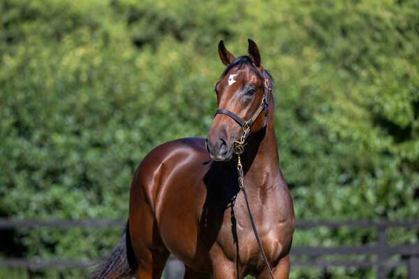 Lot 195: Ghaiyyath (IRE) / Hampton Classic