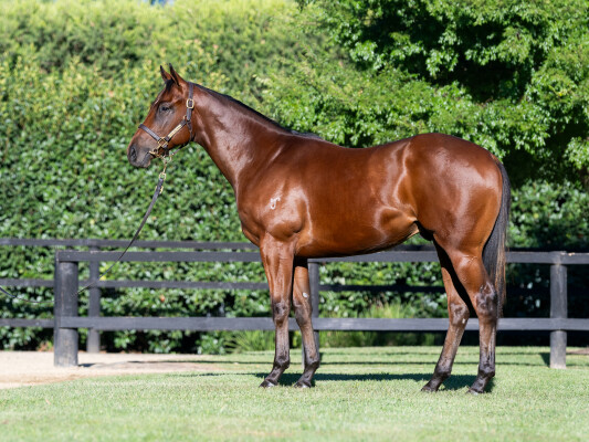 Lot 208: Toronado (IRE) / Iamican