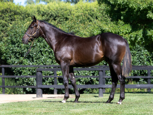 Lot 239: Toronado (IRE) / Kemeri