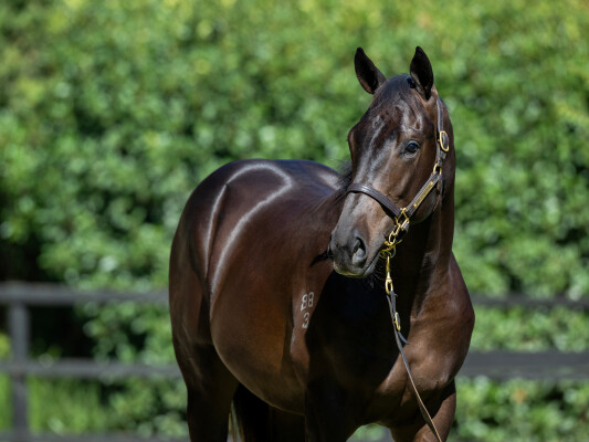 Lot 239: Toronado (IRE) / Kemeri