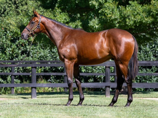 Lot 264: Too Darn Hot (GB) / Lady Sol (NZ)