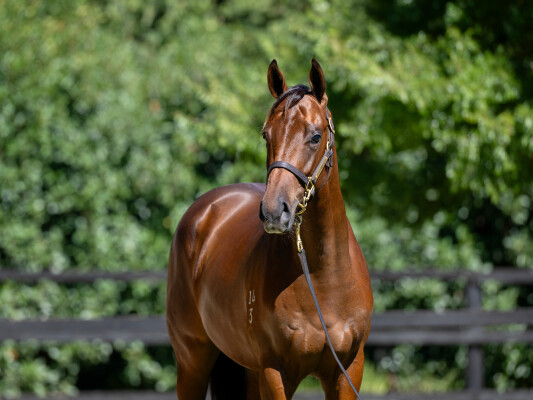 Lot 264: Too Darn Hot (GB) / Lady Sol (NZ)