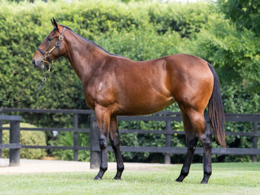 Lot 277: Blue Point (IRE) / Little Indian