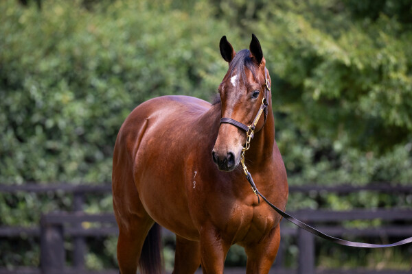 Lot 277: Blue Point (IRE) / Little Indian