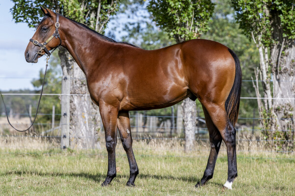 Lot 133: Shalaa (IRE) / Derasa