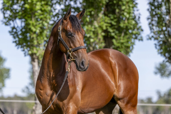 Lot 133: Shalaa (IRE) / Derasa