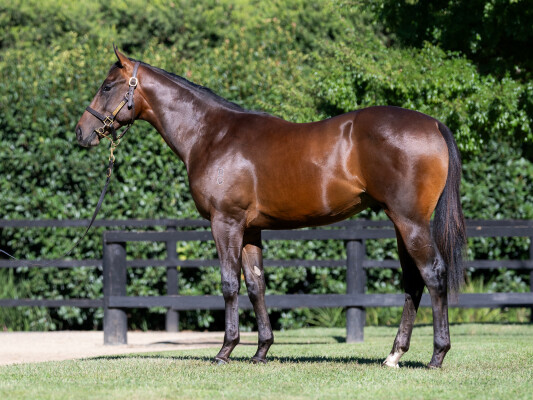 Lot 334: Alabama Express / Montefino Miss