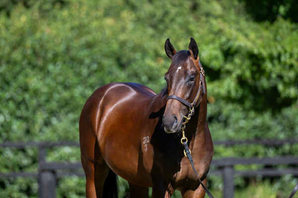 Lot 334: Alabama Express / Montefino Miss